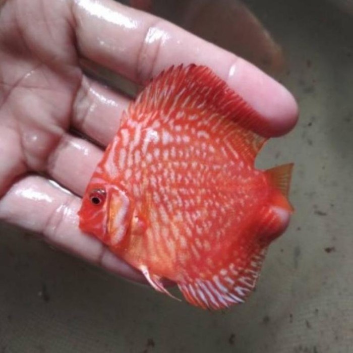 Ikan Discus Jenis Red Pigeon Ukuran 2 inch