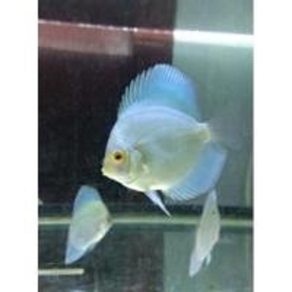 Ikan Discus Blue Diamond Size 2 inch