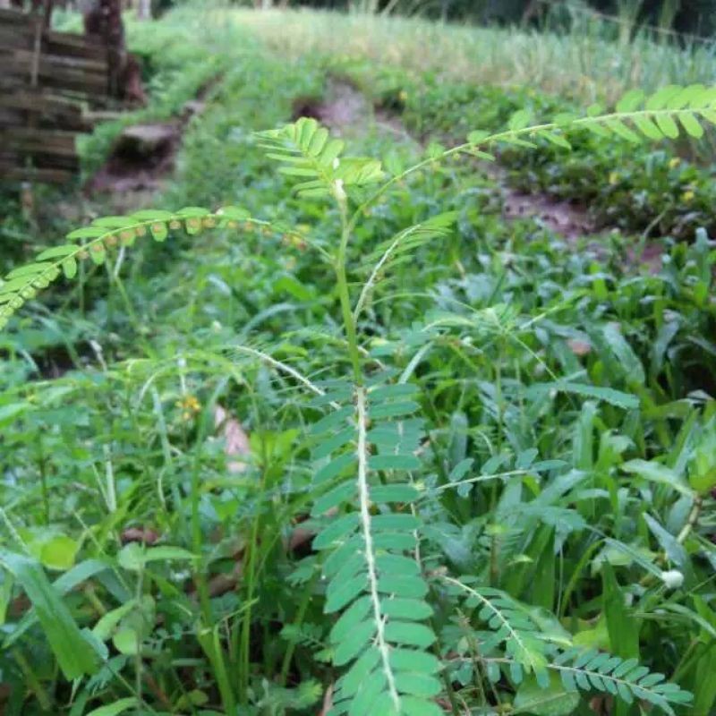 

Daun meniran segar siap kirim/500gram