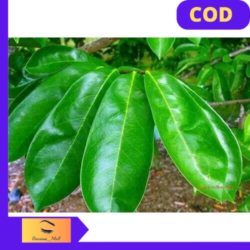 

(COD) Daun sirsak segar baru petik 1kg murah