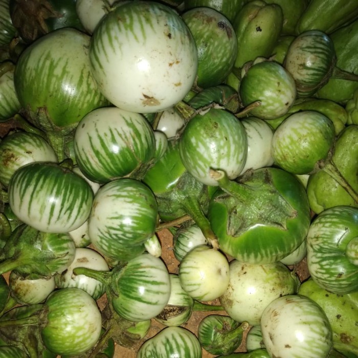 

Terong Hijau
