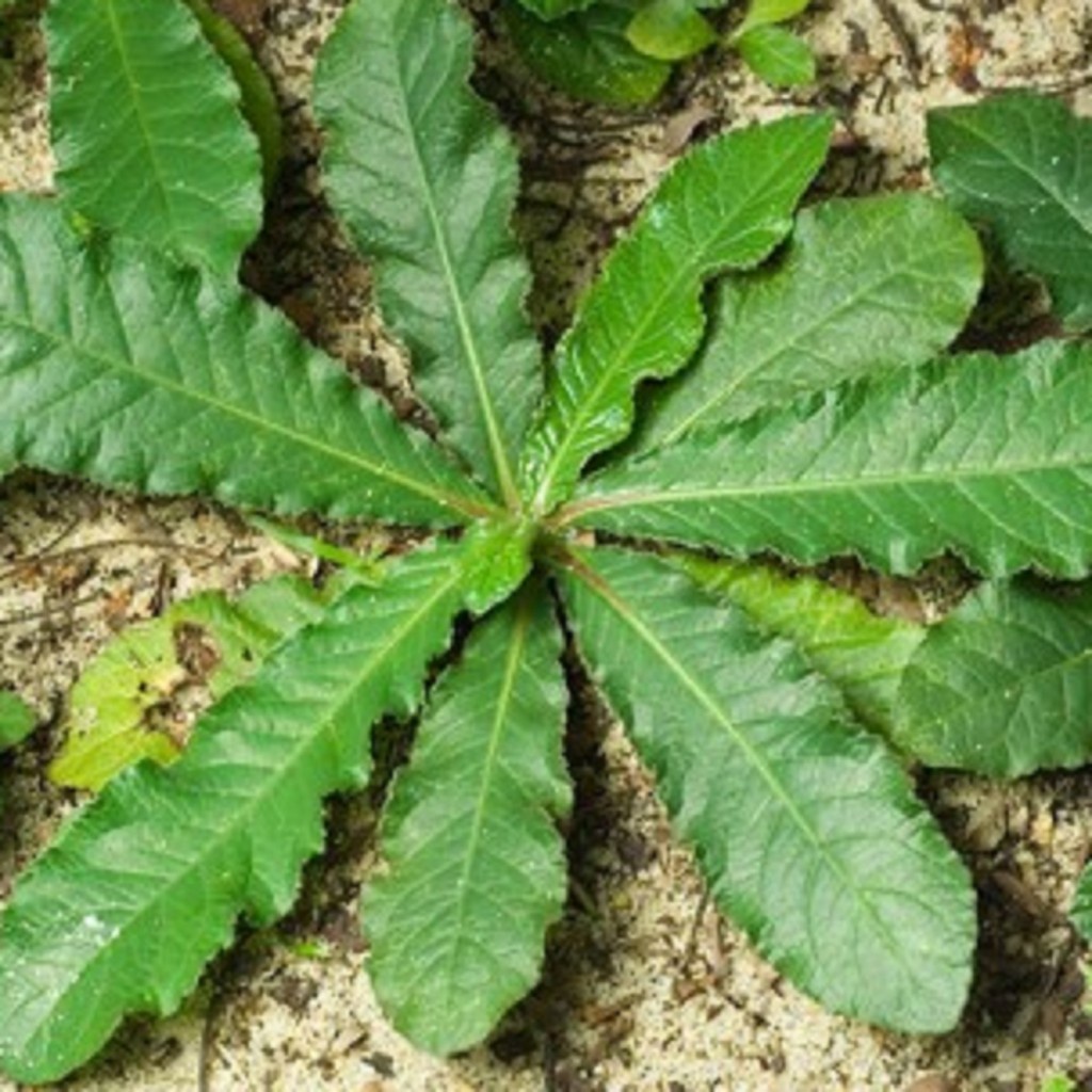 

Daun Tapak Liman Kering Rempah Jamu Herbal Tradisional Influenza Demam