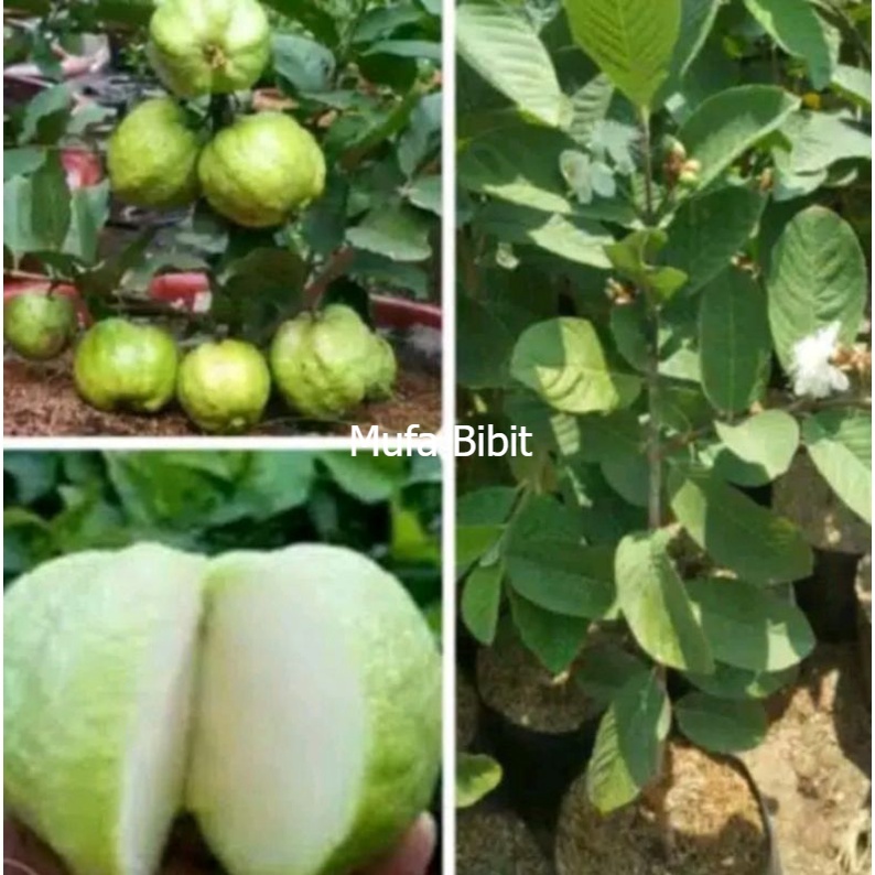 COD bibit jambu kristal tanpa biji Bisa COD