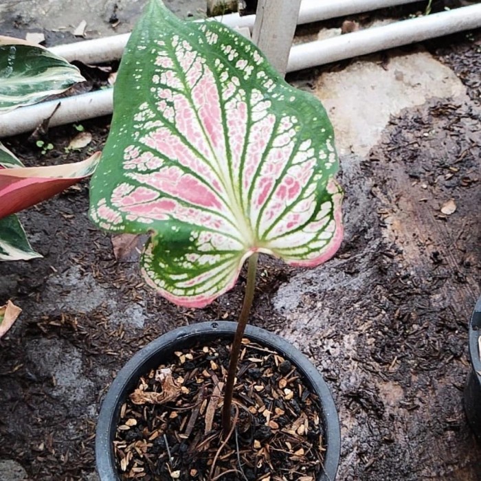 keladi wayang merah, keladi wayang batik, foto asli