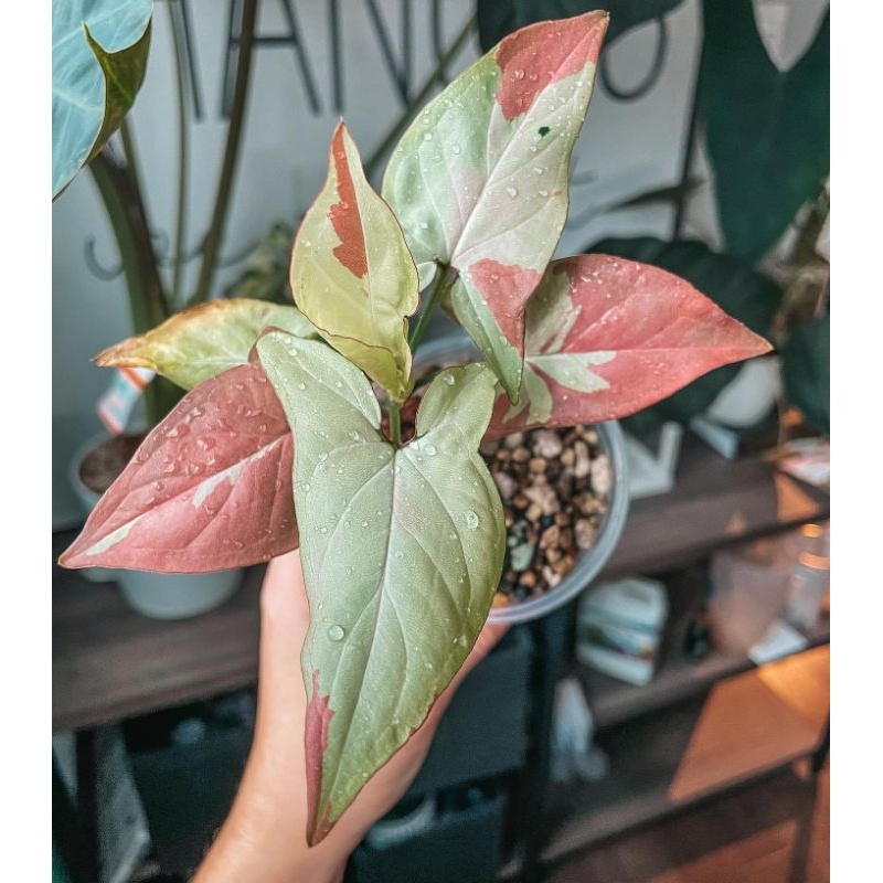 Tanaman Bunga Syngonium pink salmon / sengonium ping samon / singonium strawberry milk stoberi mik