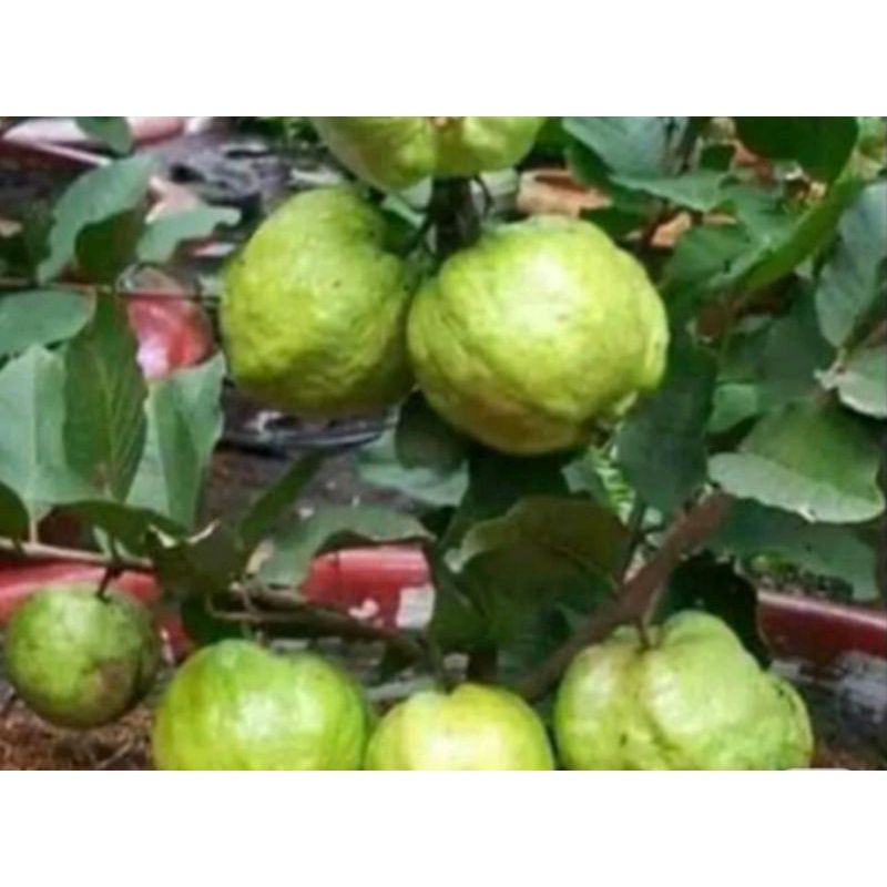 JAMBU KRISTAL TANPA BIJI (BERBUNGA)