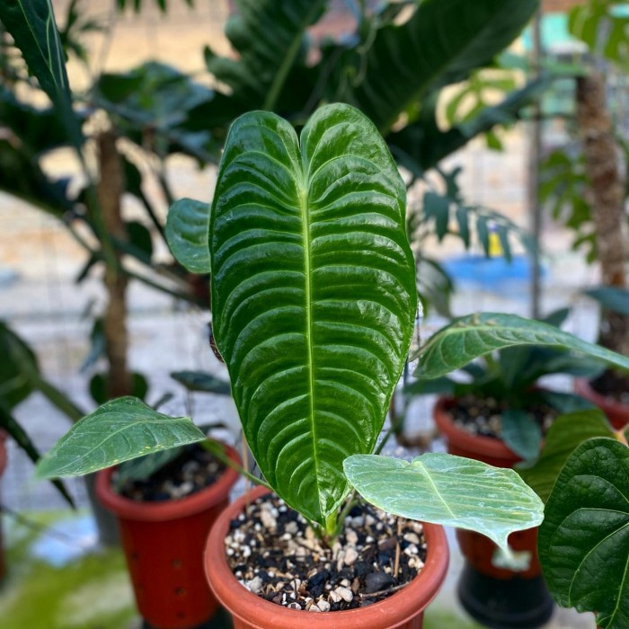 anthurium veitchii Bibit Bonggol/biji Tanaman Hias