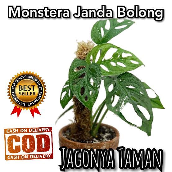 tanaman hias monstera janda bolong / tanaman hias janda bolong / monstera janda bolong