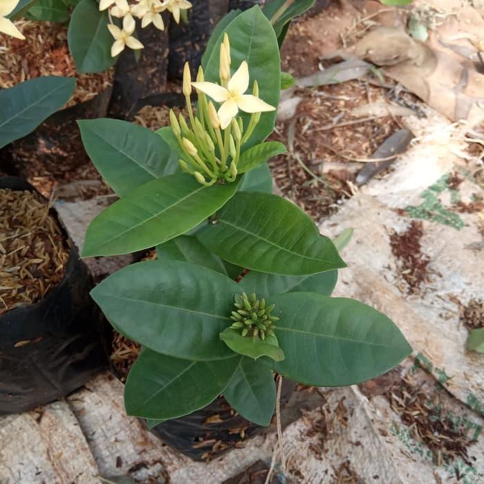 tanaman asoka bunga kuning - tanaman soka bunga kuning - pohon soka kuning