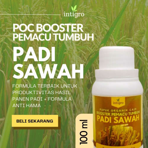 Obat Semprot Pelebat Buah Padi / Pupuk Pelebat Anakan Padi / Obat Penyubur Padi Sawah / Booster Padi