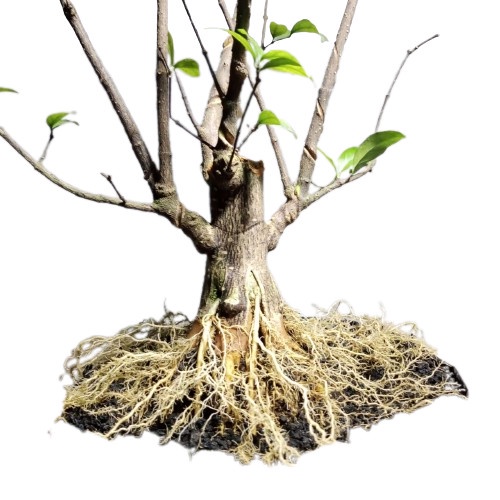 bonsai anting putri prokar bahan prospek bogel