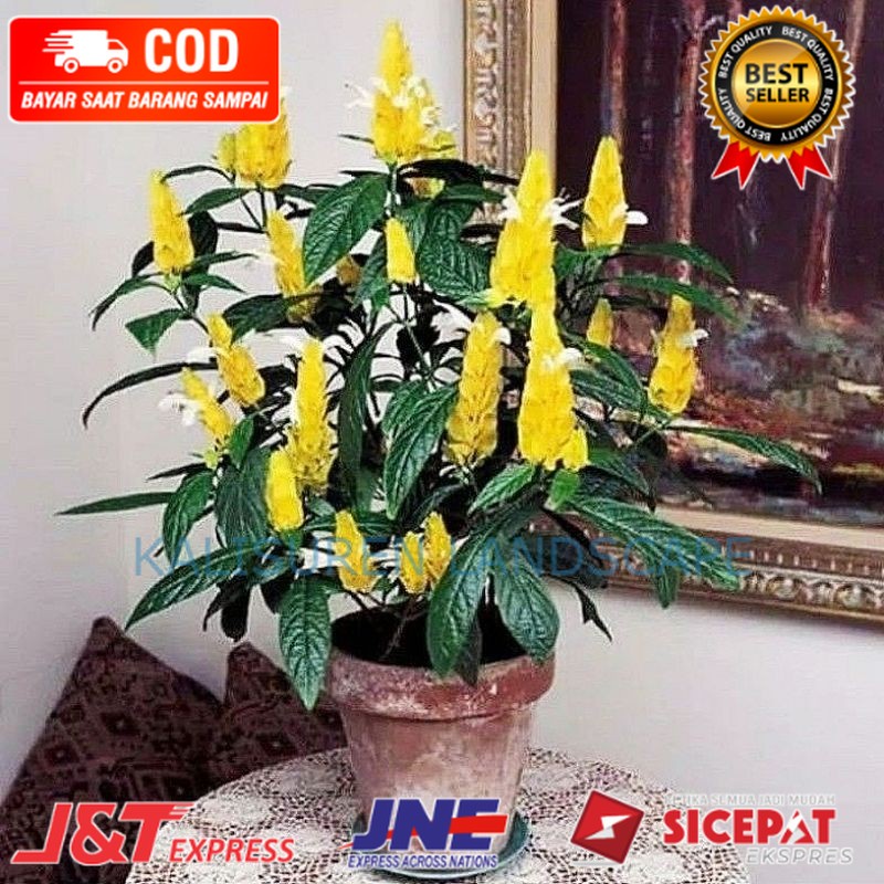 ( BISA COD ) Tanaman Hias Lolipop Bunga Kuning / Bunga Hias Lilin Lolipop Kuning Tanaman Hidup Lilin