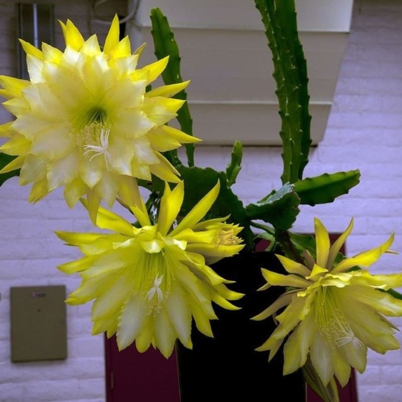 Tanaman Hias Bibit Bunga Wijaya Kusuma Yellow Flash -bunga hidup murah-bunga hias -bunga gantung