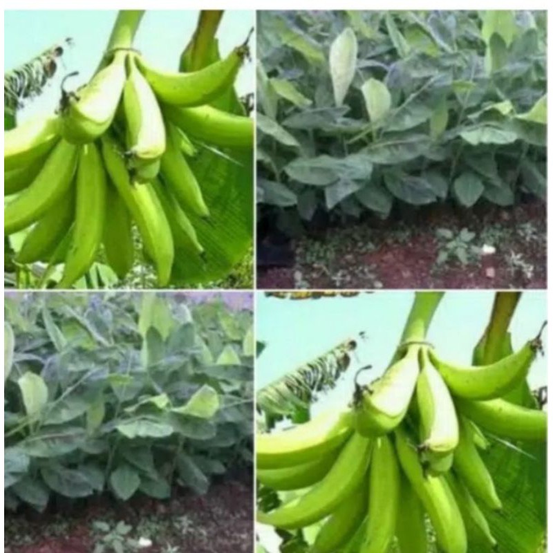 bibit pisang tanduk jumbo