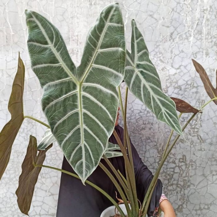 Monstera Alocasia Longiloba Metallica Silver
