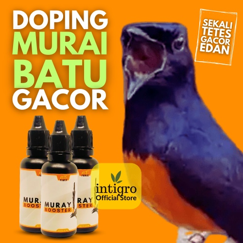Vitamin Burung Murai Biar Gacor / Obat Doping Burung Murai Batu Gacor / Penggacor Burung Murai Batu