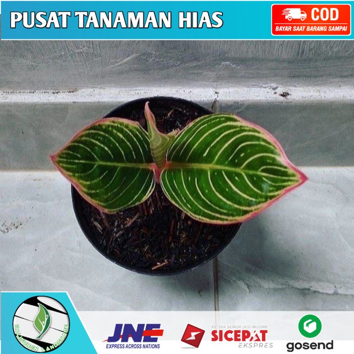 ( ANAKAN ) Anakan aglonema minion anakan daun 2-3-4