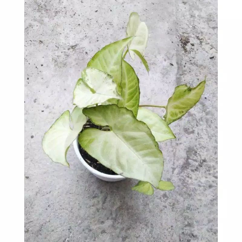 PROMO Tanaman Hias Singonium Putih -aglonema indukan rimbun -tanaman bunga hias hidup unik murah -ta