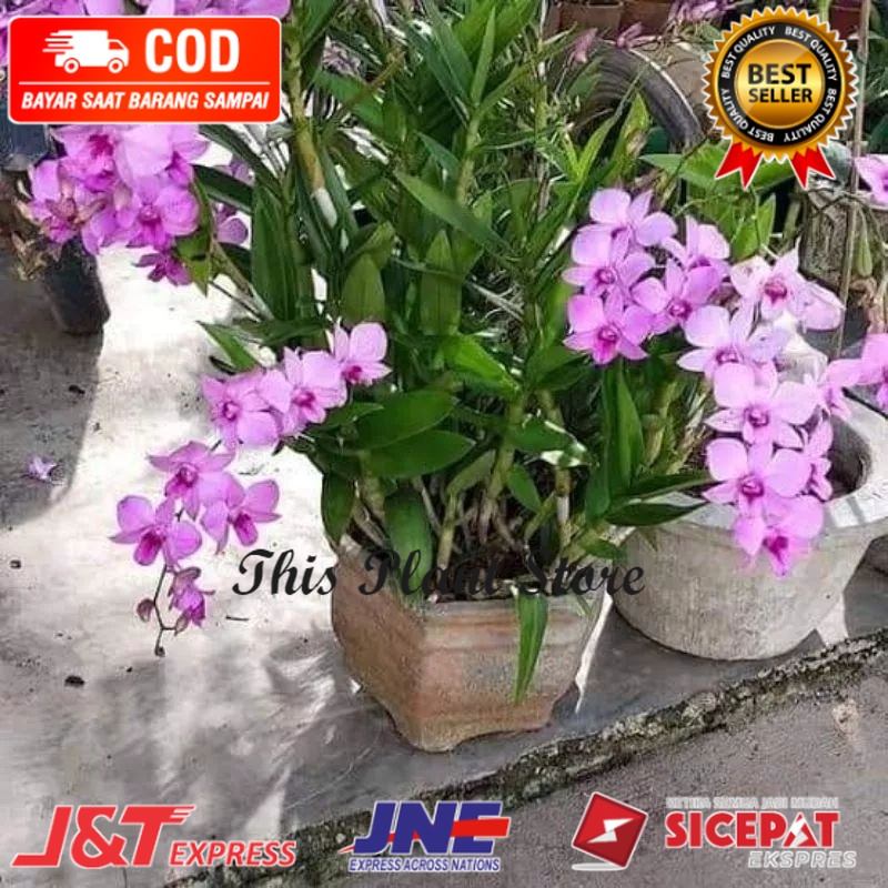 Anggrek dendrobium  larat dewasa ( TERLARIS )