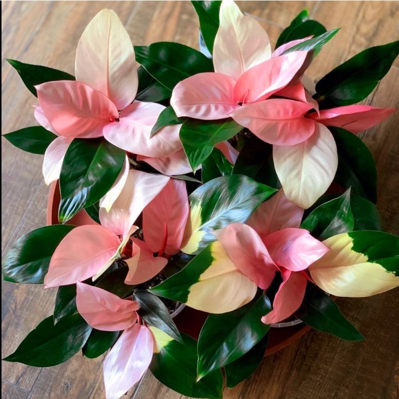 Tanaman Hias Philo Pink / Philodendron Congo Pink princess