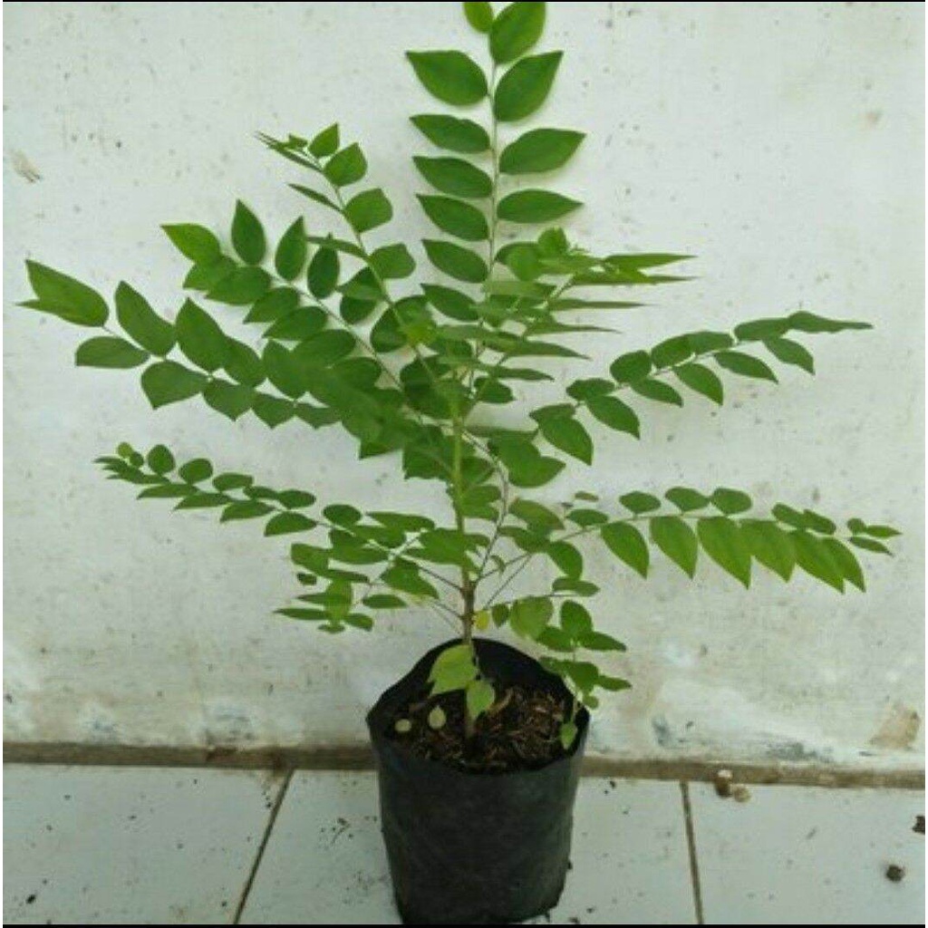 Bibit Salam Koja,Bibit Tanaman Salam koja,Pohon Kari Mantap