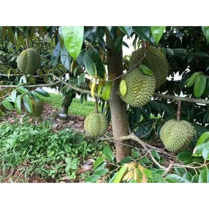 bibit durian montong hijau