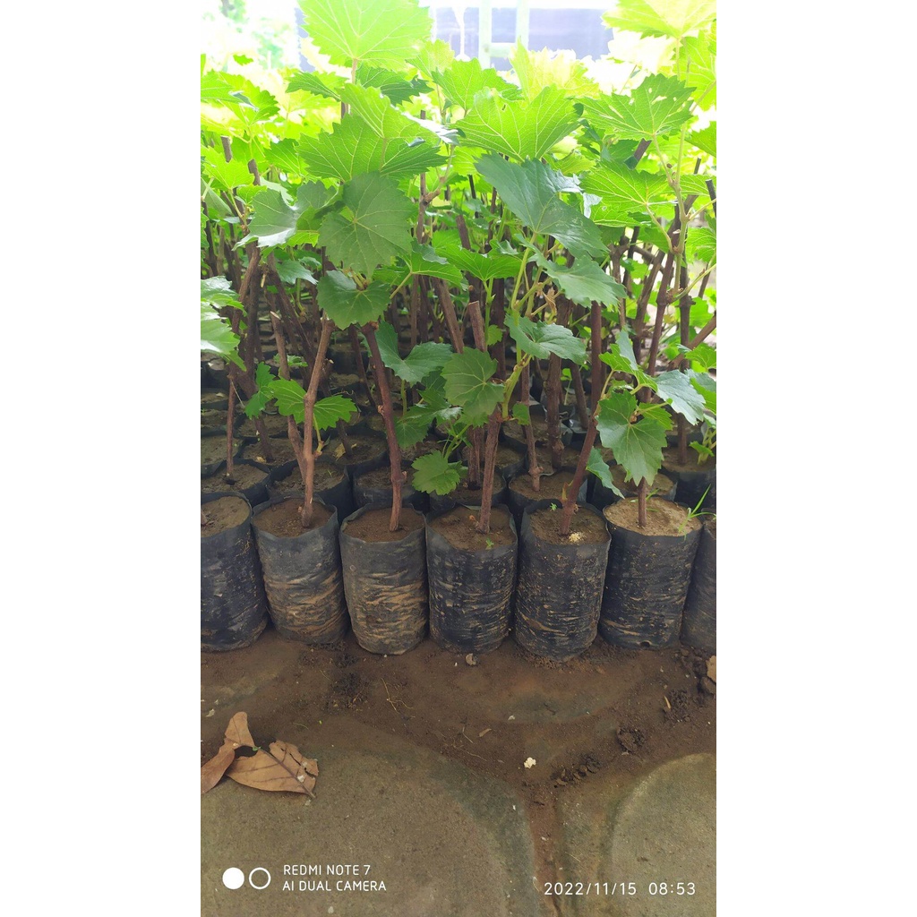 Bibit Buah Anggur Merah Manis