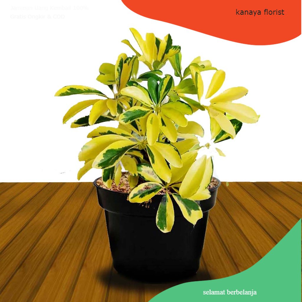 walisongo varigata - Tanaman hias walisongo golden varigata / daun walisongo varigata