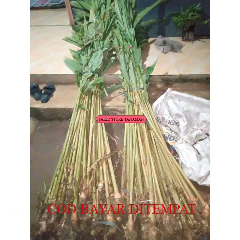 TERMURAH TERBAIK BIBIT KAPULAGA INDIA /bibit KAPOL INDIA REDY LANGSUNG KIRIM