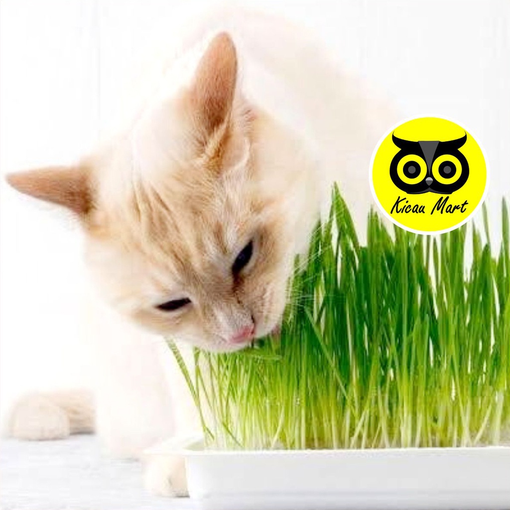 Biji Gandum Rumput Kucing 50gr Benih Biji Rumput Gandum Makanan Kucing Kitten Cat Grass Wheat Grass Bibit Rumput Kucing Microgreen Seed