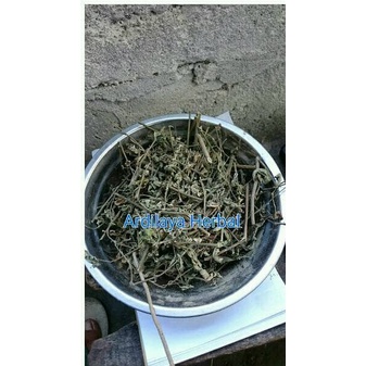 

daun sidaguri kering/sidogori kering 1 kg 100% ASLI