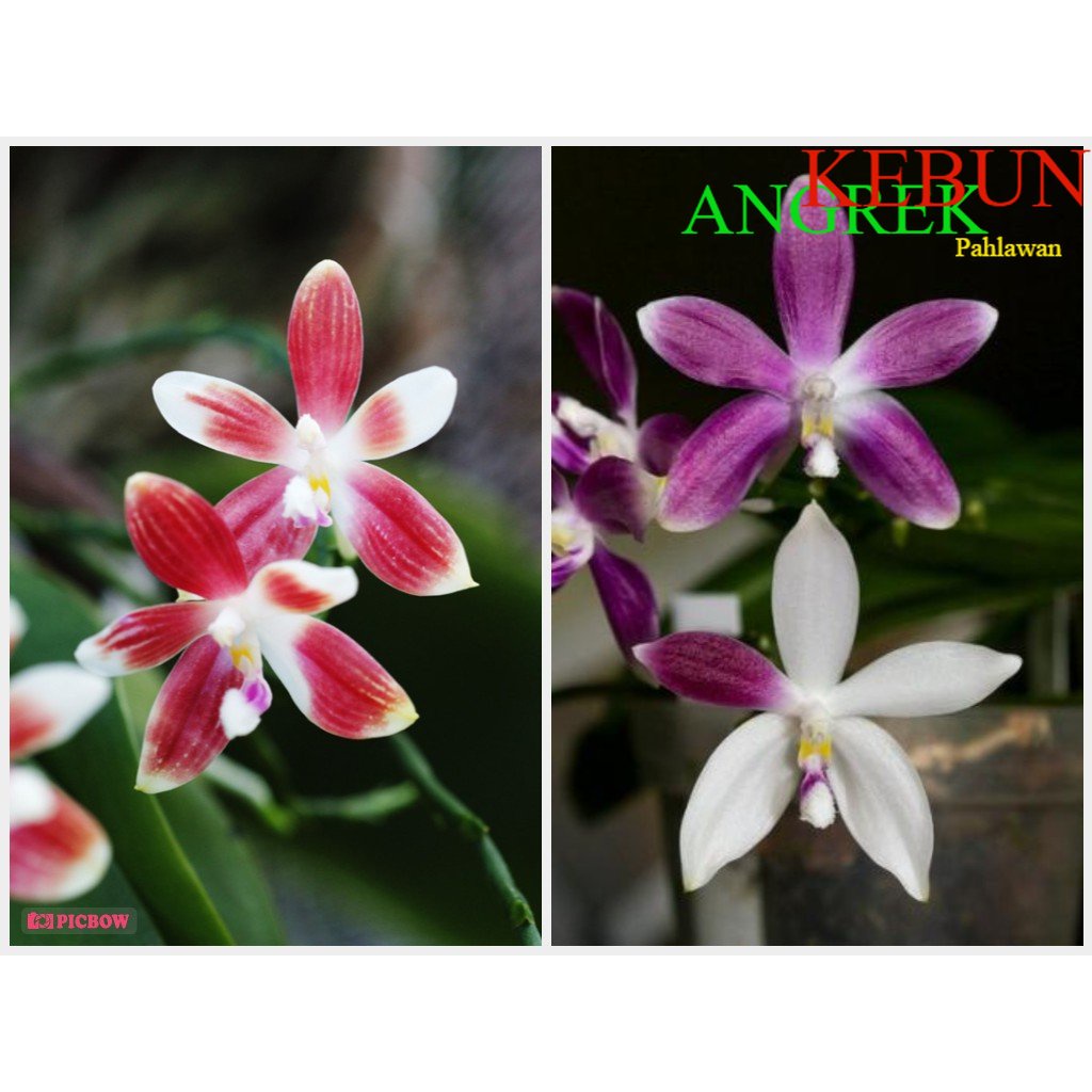 Anggrek Phalaenopsis Speciosa Red/Purple
