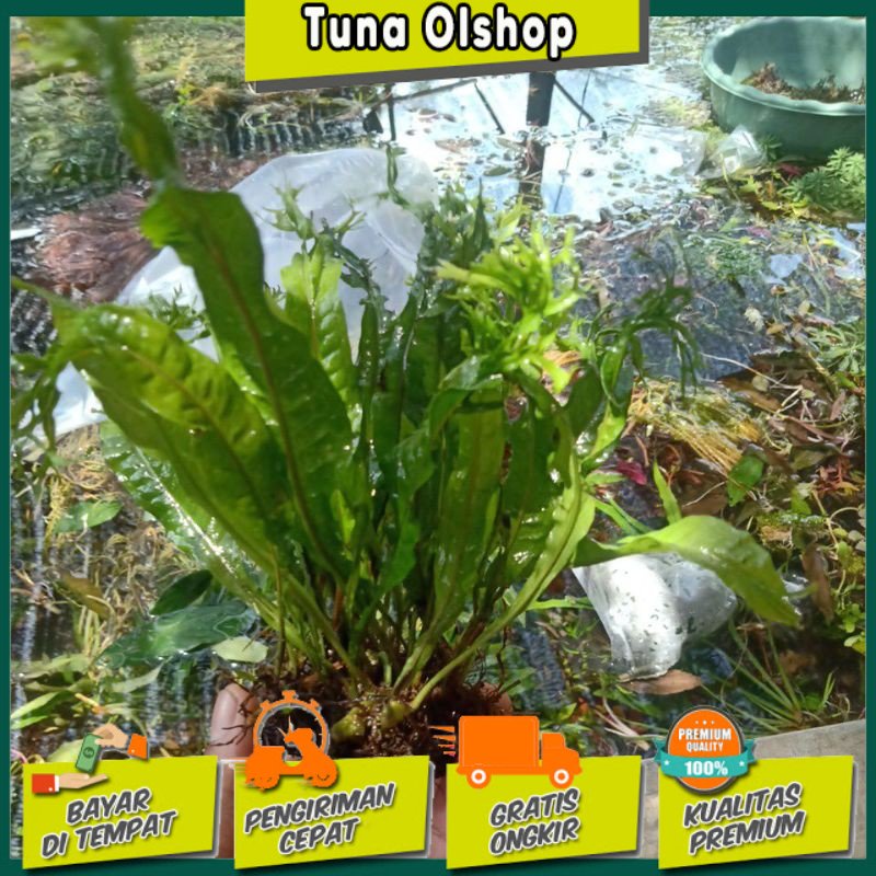 windelove tanaman aquarium aksesoris hiasan aquascape hidup murah