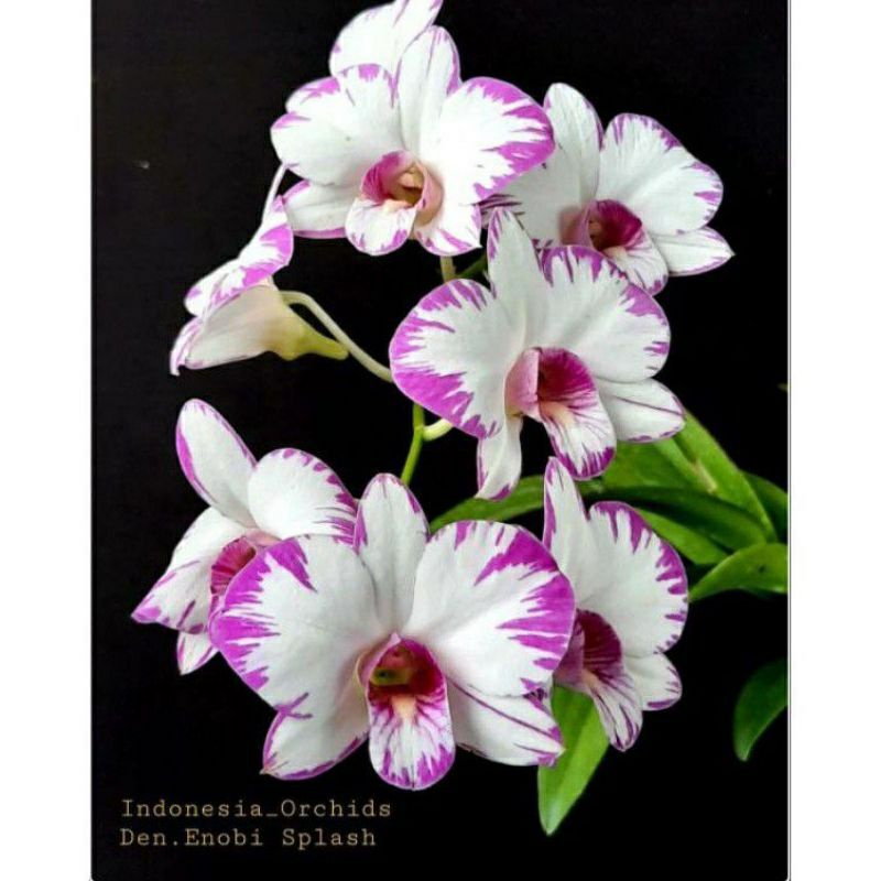 ANGGREK DENDRO ENOBI SPLASH DEWASA (JENIS  TANAMAN MINI)