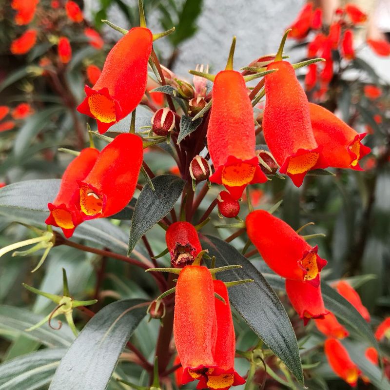 tanaman hias kantung Semar kantung merah