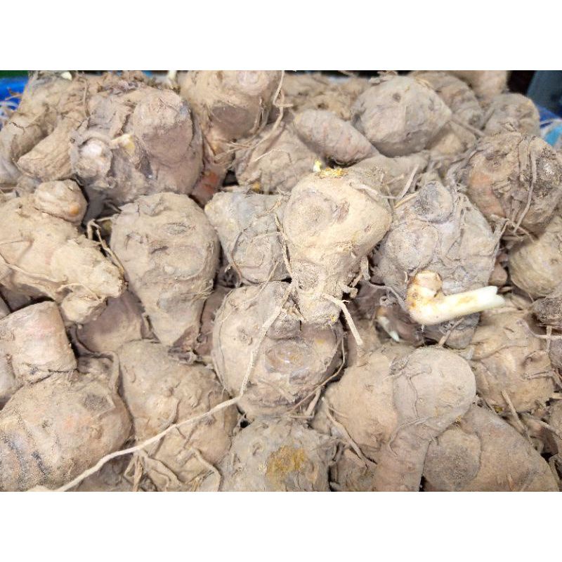 

Induk Kunyit Super Alami Herbal 500gr
