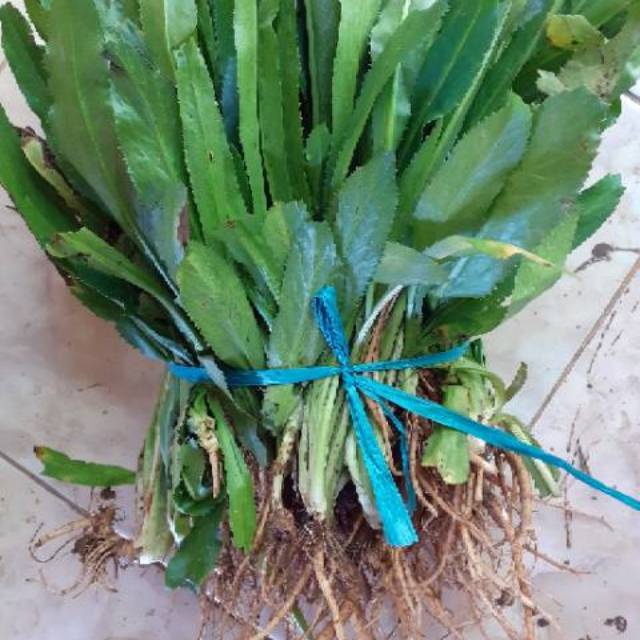 

Daun walang sangit fres 1kg
