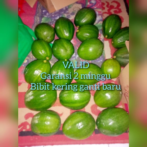 bibit alpukat kendil jumbo