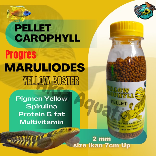 BEST PRODUK MARULIODES Pelet Ikan Channa Yellow Sentarum PROGRES YELLOW