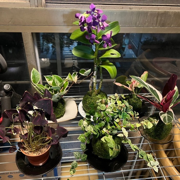 Mossball - Variegated Hoya Pink Carnosa Varigata