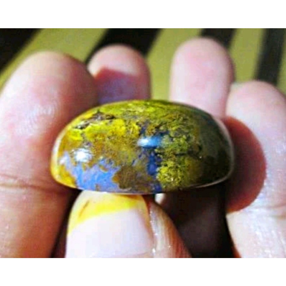 BACAN DOKO COKLAT ELEKTRIK,....Size Jumbo mumbul