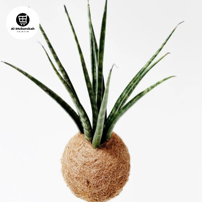 Kokedama Sansiverra Fernwood Mikado