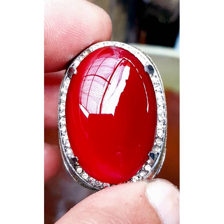 Red Obi Bacan Obi Merah size jumbo