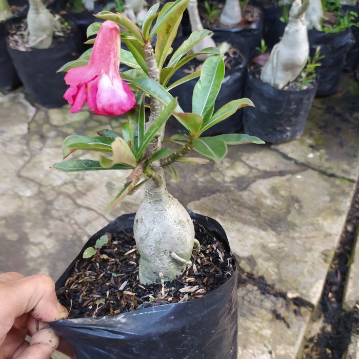 Bonsai Adenium Kamboja Jepang Bongol Besar
