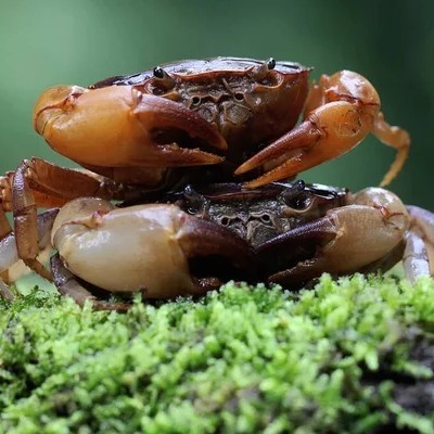 Biotipe Fullset Crab Paludarium Kandang Kepiting Hias Tawar Peliharaan