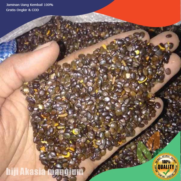Biji Akasia Mangium Siap Semai 100gram - Benih Akasia Mangium