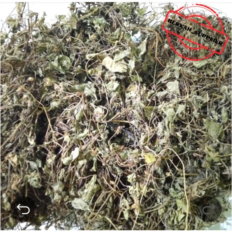 

Daun Pegagan Kering 100gr - Antanan - Daun Kaki Kuda Asli
