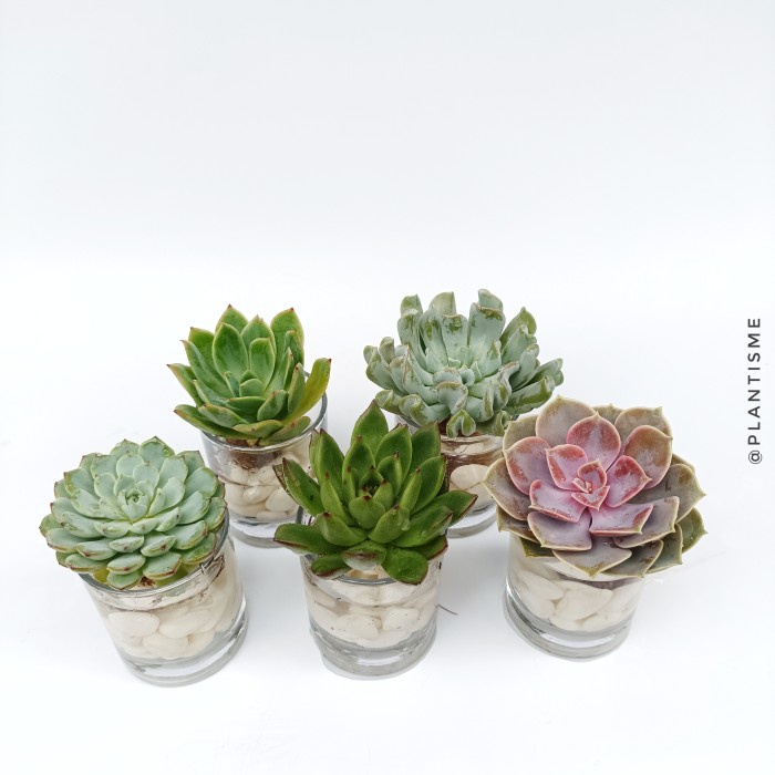 

Mini Aquaterra Succulent Sukulen Media Tanam Air + Batu Hias