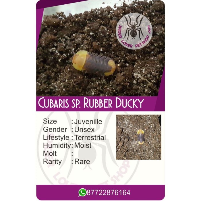 KARTU CUBARIS SP. RUBBER DUCKY ISOPOD / 10 KARTU