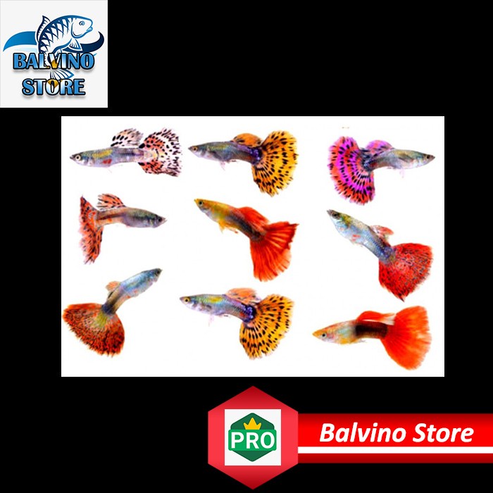 IKAN HIAS GUPPY WARNA WARNI AQUASCAPE LINCAH GUPI PRODUK PARTAI 22